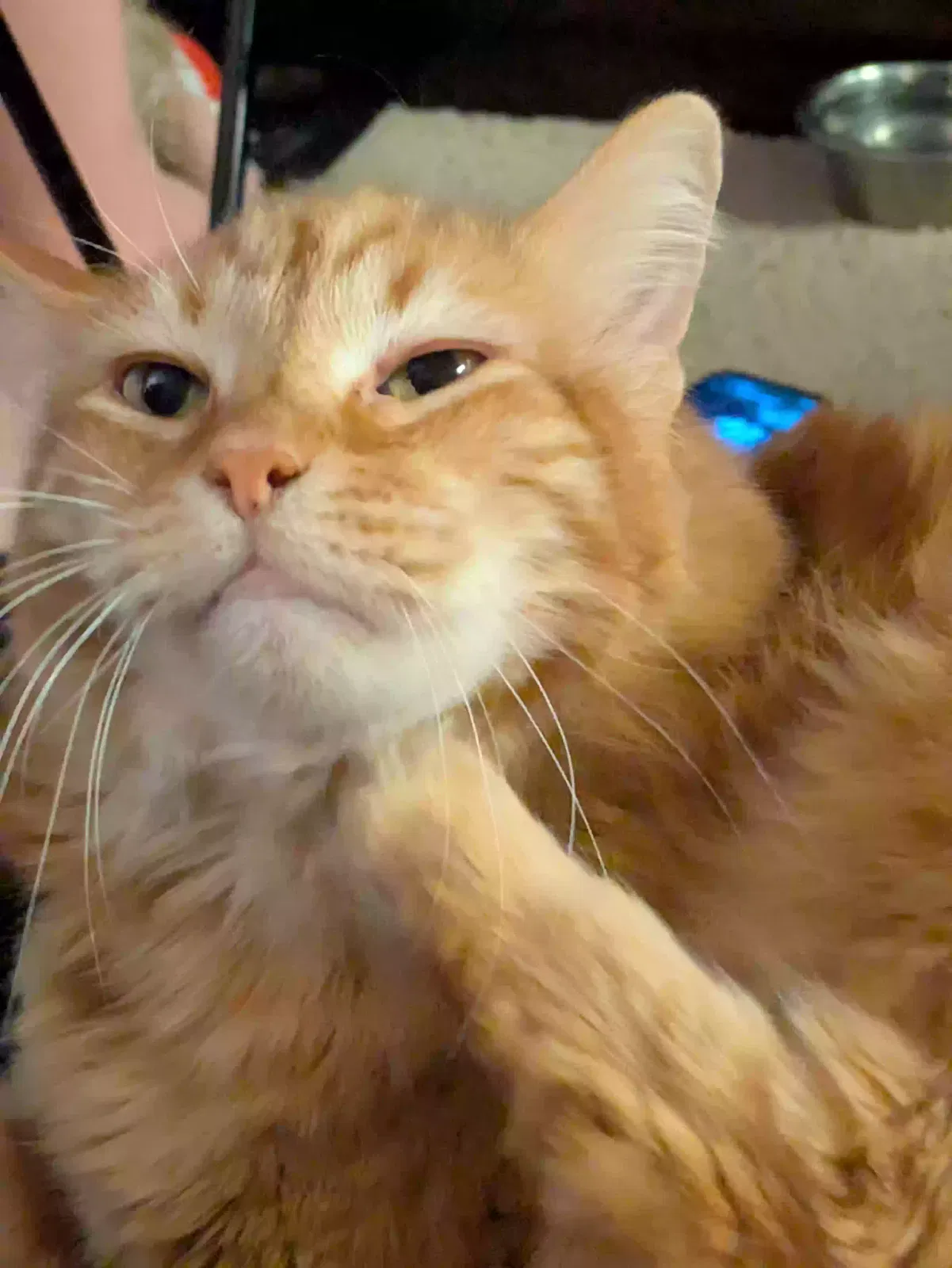 Lost cat in Broomfield, CO, 80020
