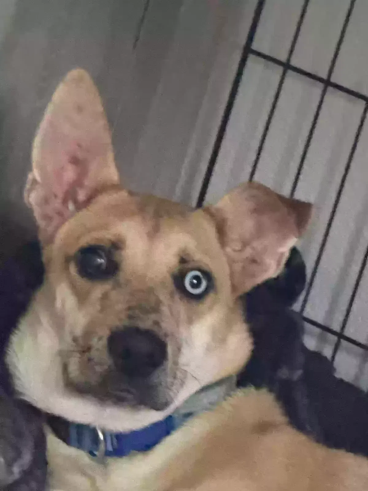 Lost dog in Chandler, AZ, 85224