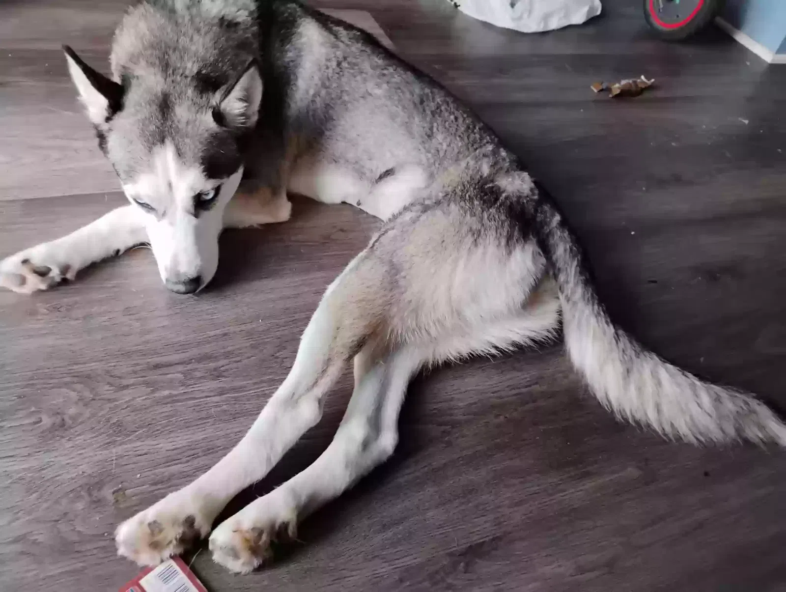 Lost dog in Toledo, OH, 43604