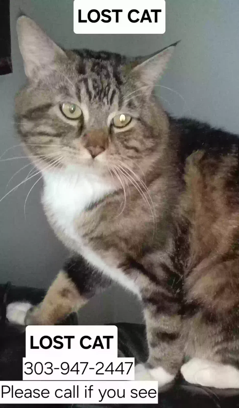 Lost cat in Denver, CO, 80221