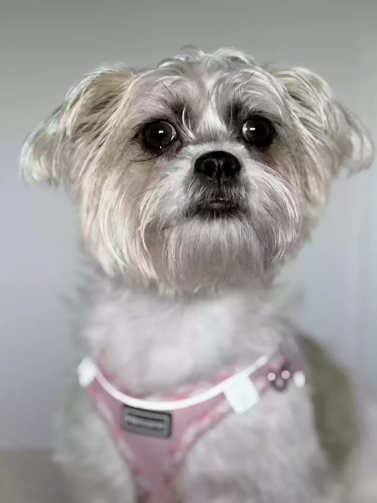 Lost dog in Miami, FL, 33125