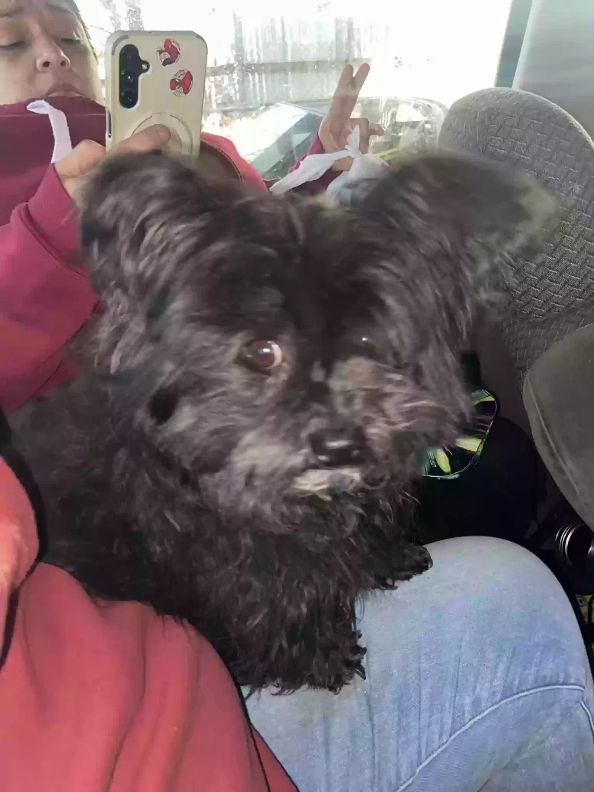 Lost dog in Dallas, TX, 75208