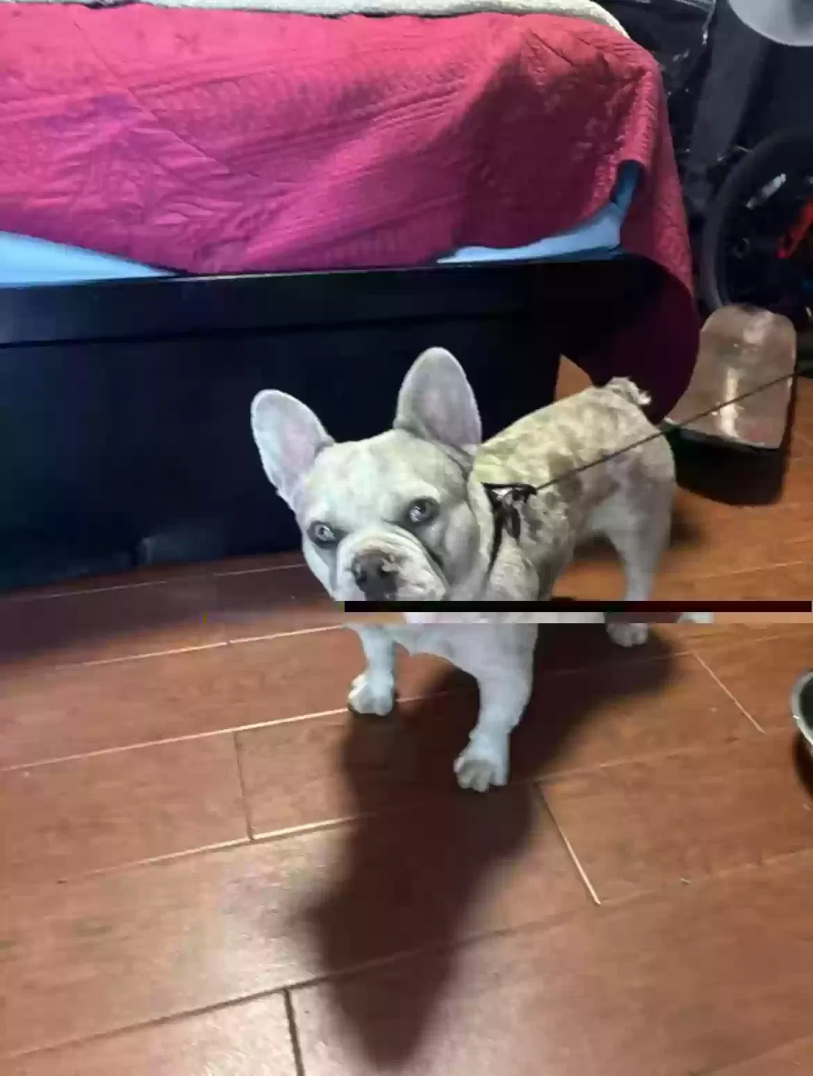 Lost dog in Los Angeles, CA, 90011