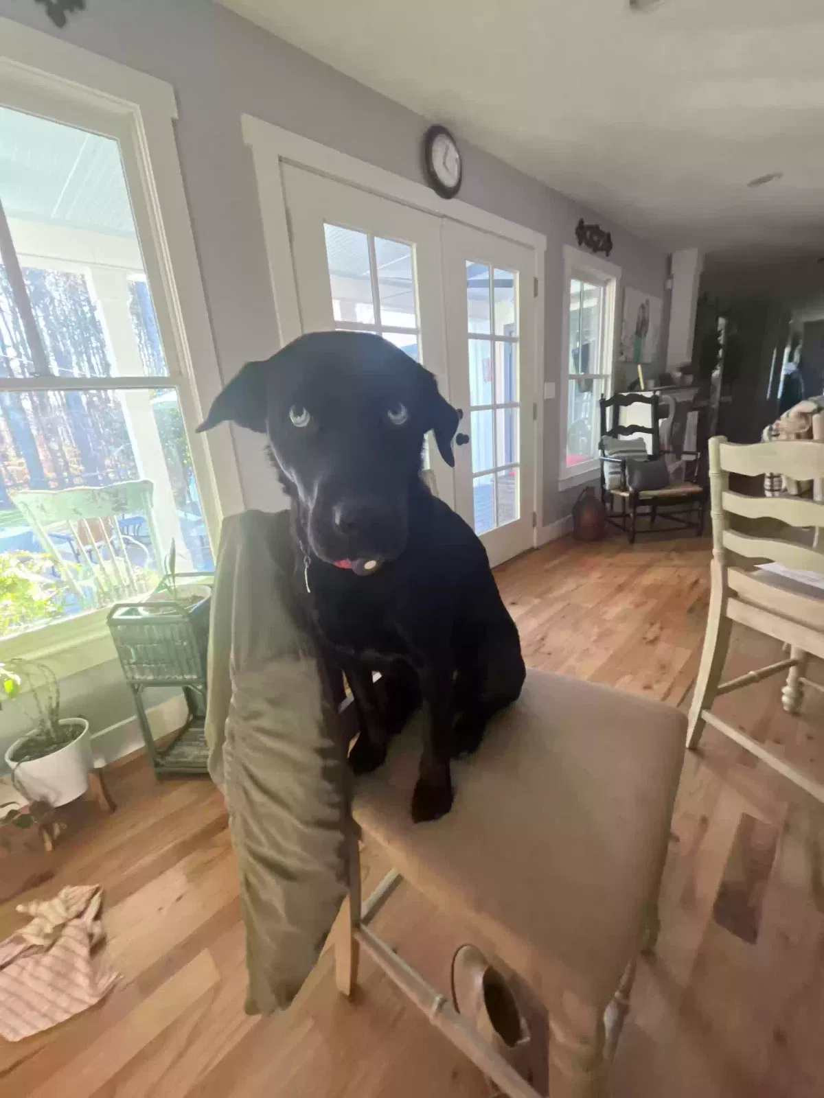 Lost dog in Kingston, GA, 30145