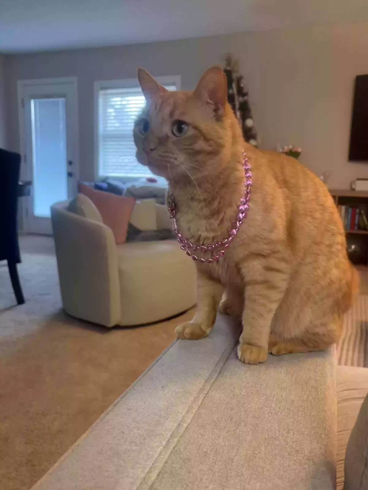 Lost cat in Plano, TX, 75074