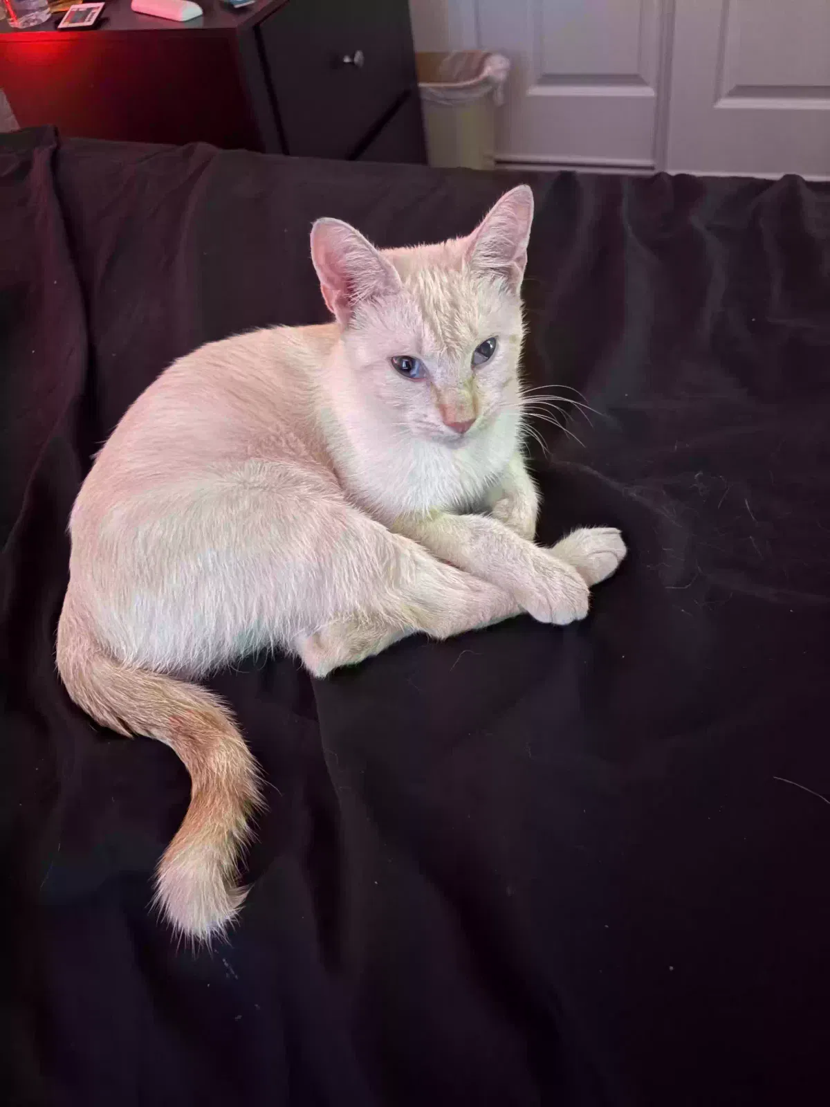 Lost cat in Dallas, TX, 75247
