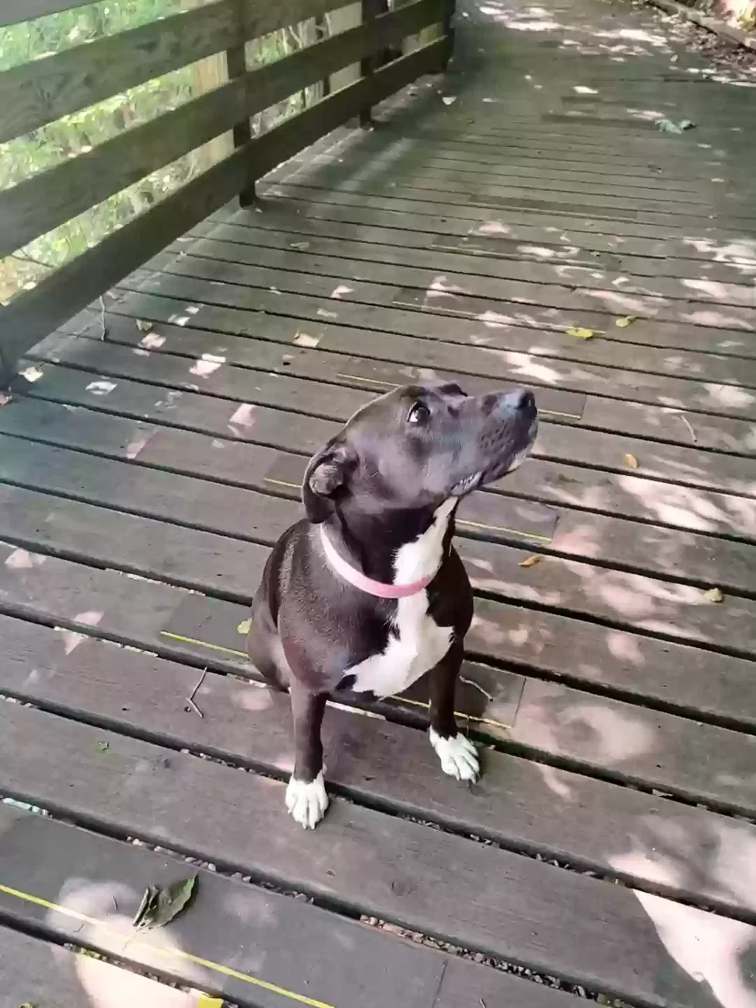 Lost dog in Homer, GA, 30547