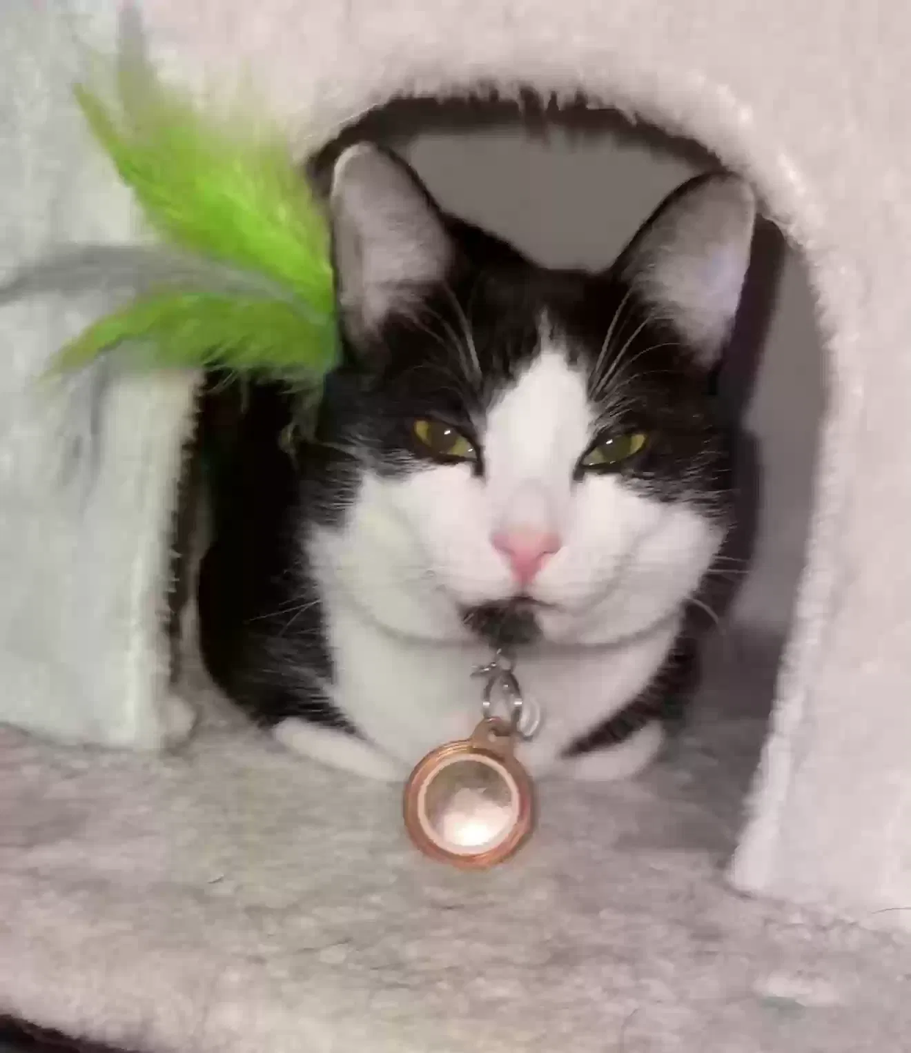 Lost cat in Rock Hill, SC, 29730