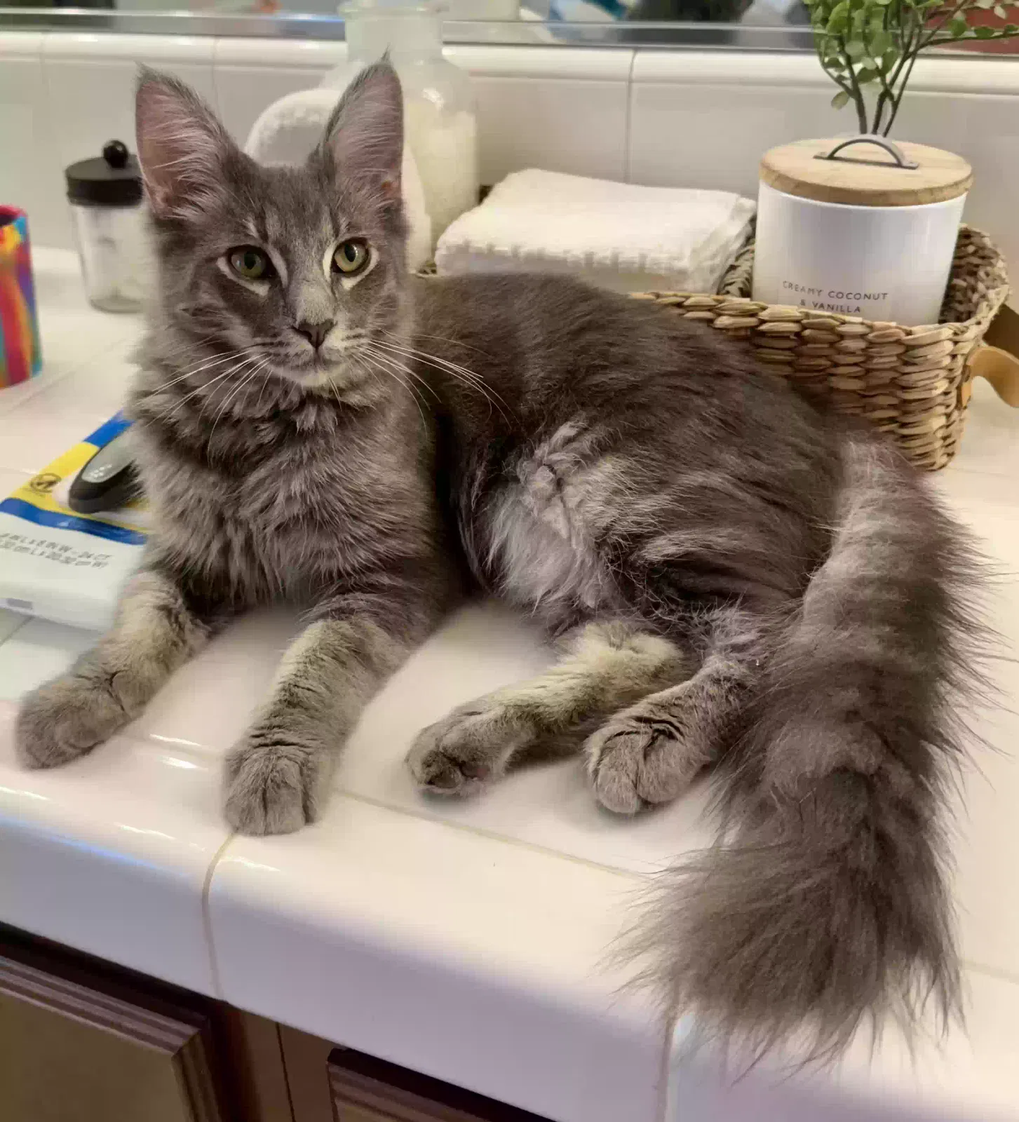 Lost cat in Corona, CA, 92880
