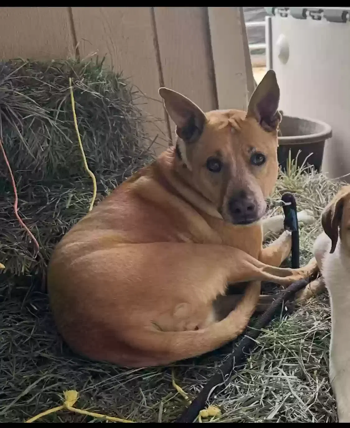 Lost dog in Fresno, CA, 93726