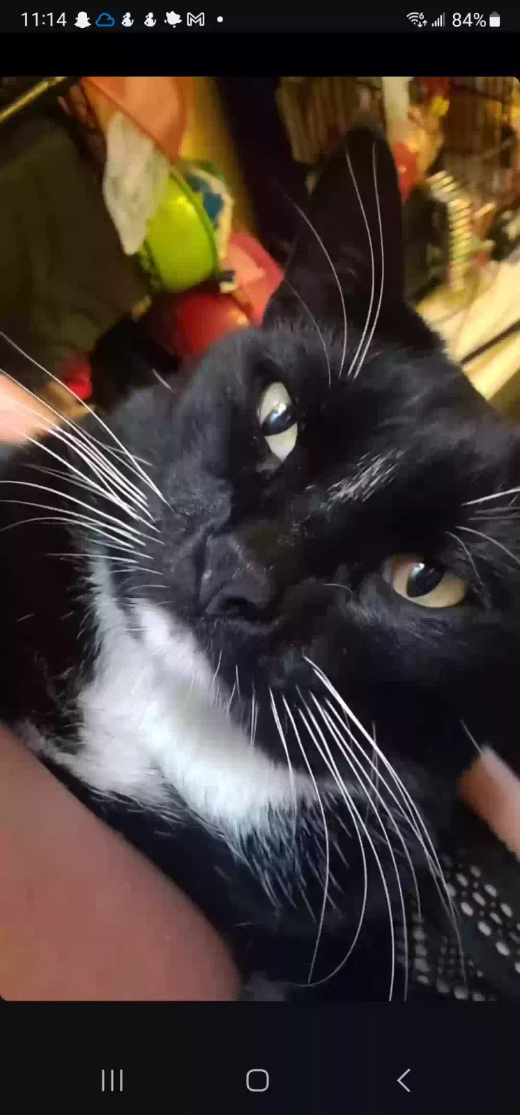 Lost cat in Pacoima, CA, 91331
