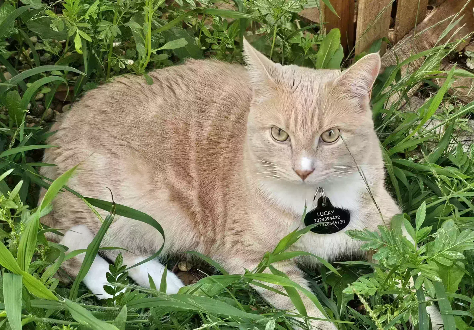 Lost cat in East Brunswick, NJ, 8816
