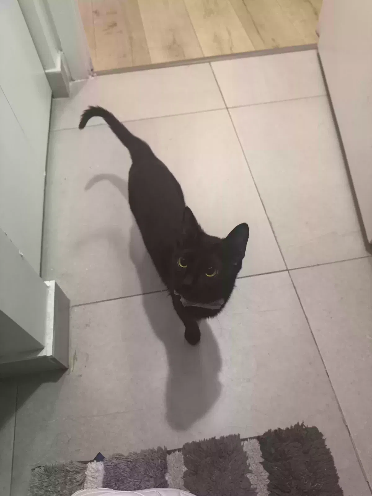 Lost cat in Miami, FL, 33132