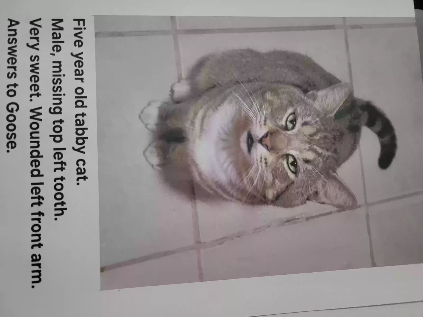 Lost cat in San Antonio, TX, 78217