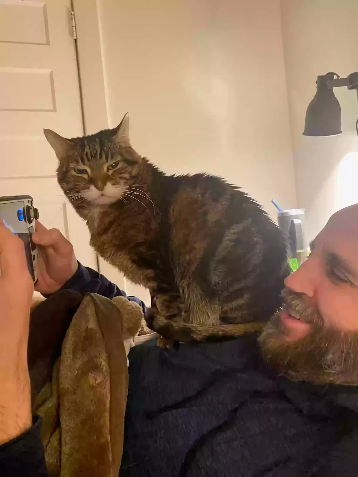 Lost cat in Minneapolis, MN, 55407