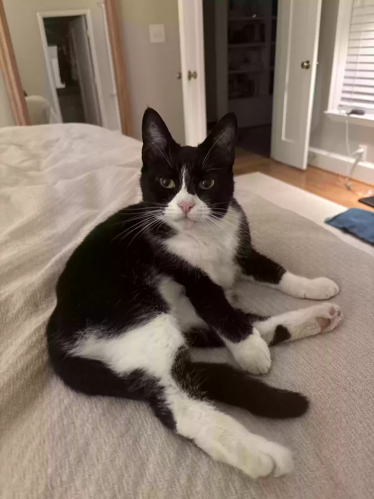 Lost cat in Charlotte, NC, 28209