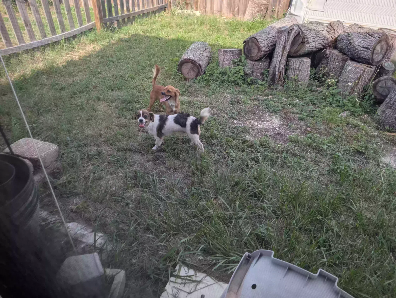 Found dog in Holiday, FL, 34690