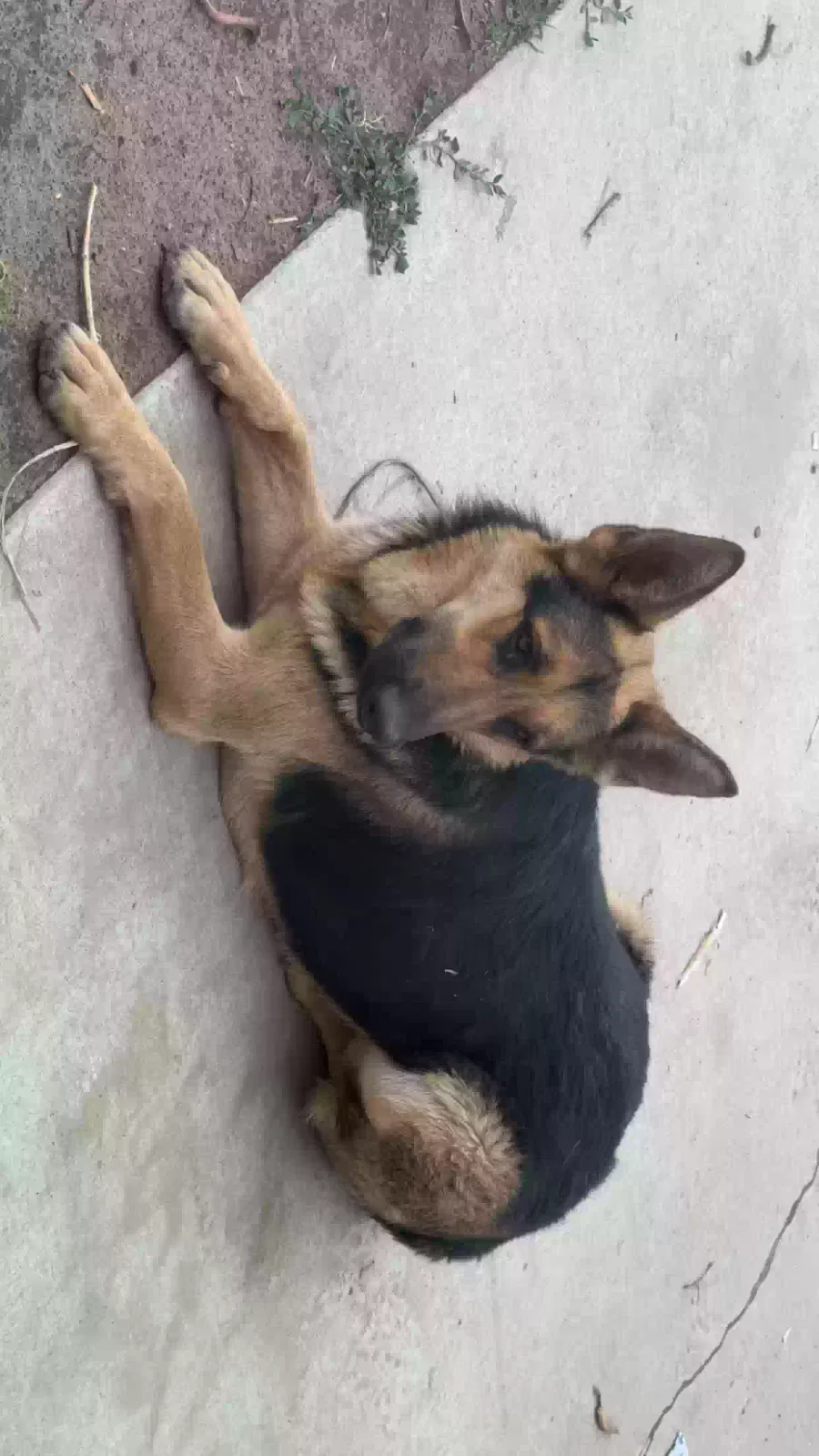 Lost dog in Lathrop, CA, 95330