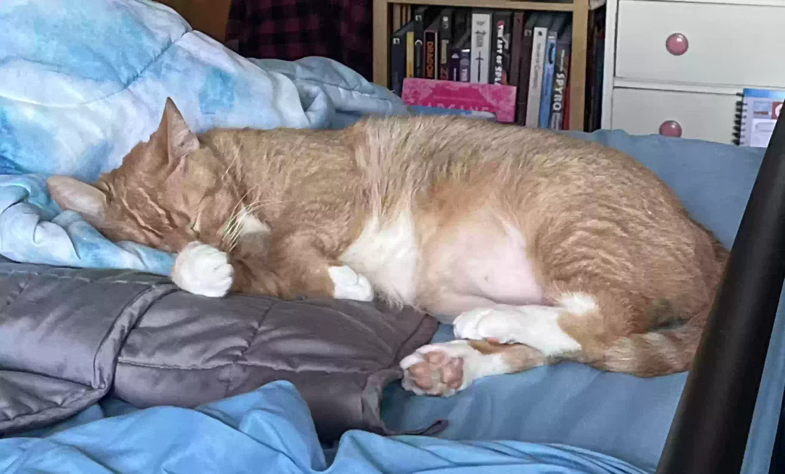Lost cat in Amherst, OH, 44001