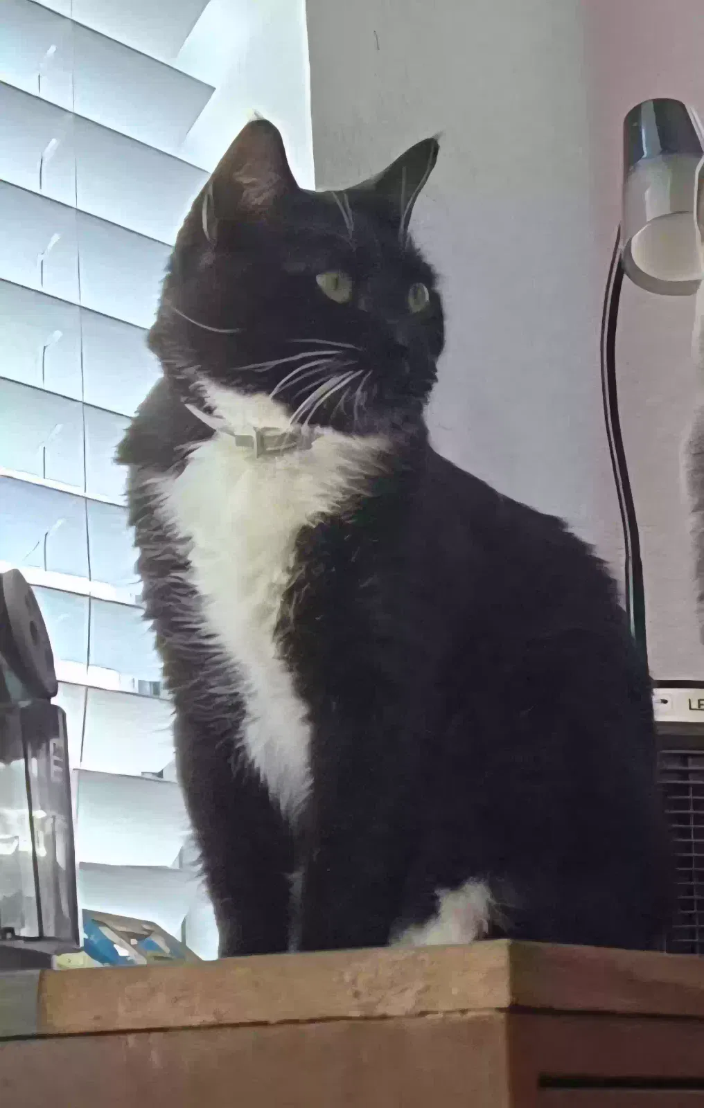 Lost cat in Sun City, CA, 92585