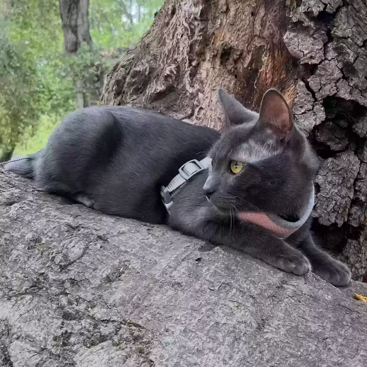 Lost cat in Aliso Viejo, CA, 92656
