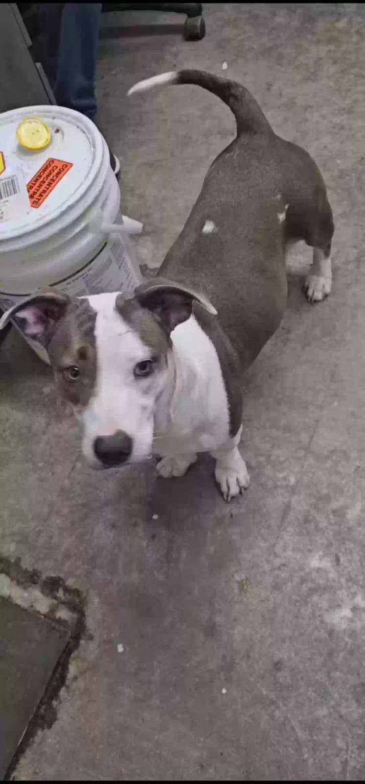 Lost dog in Rayne, LA, 70578