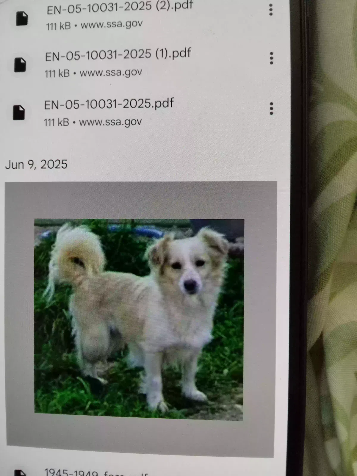 Lost dog in Tampa, FL, 33601