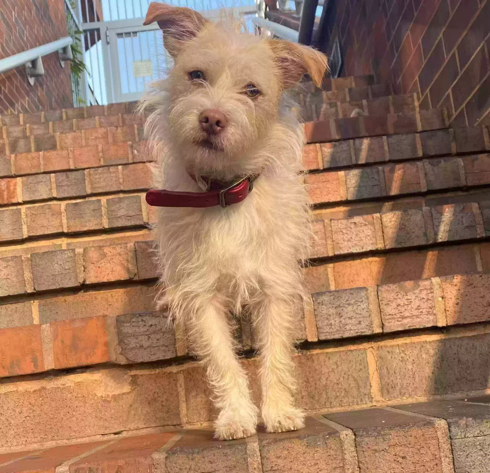 Lost dog in Los Angeles, CA, 90013