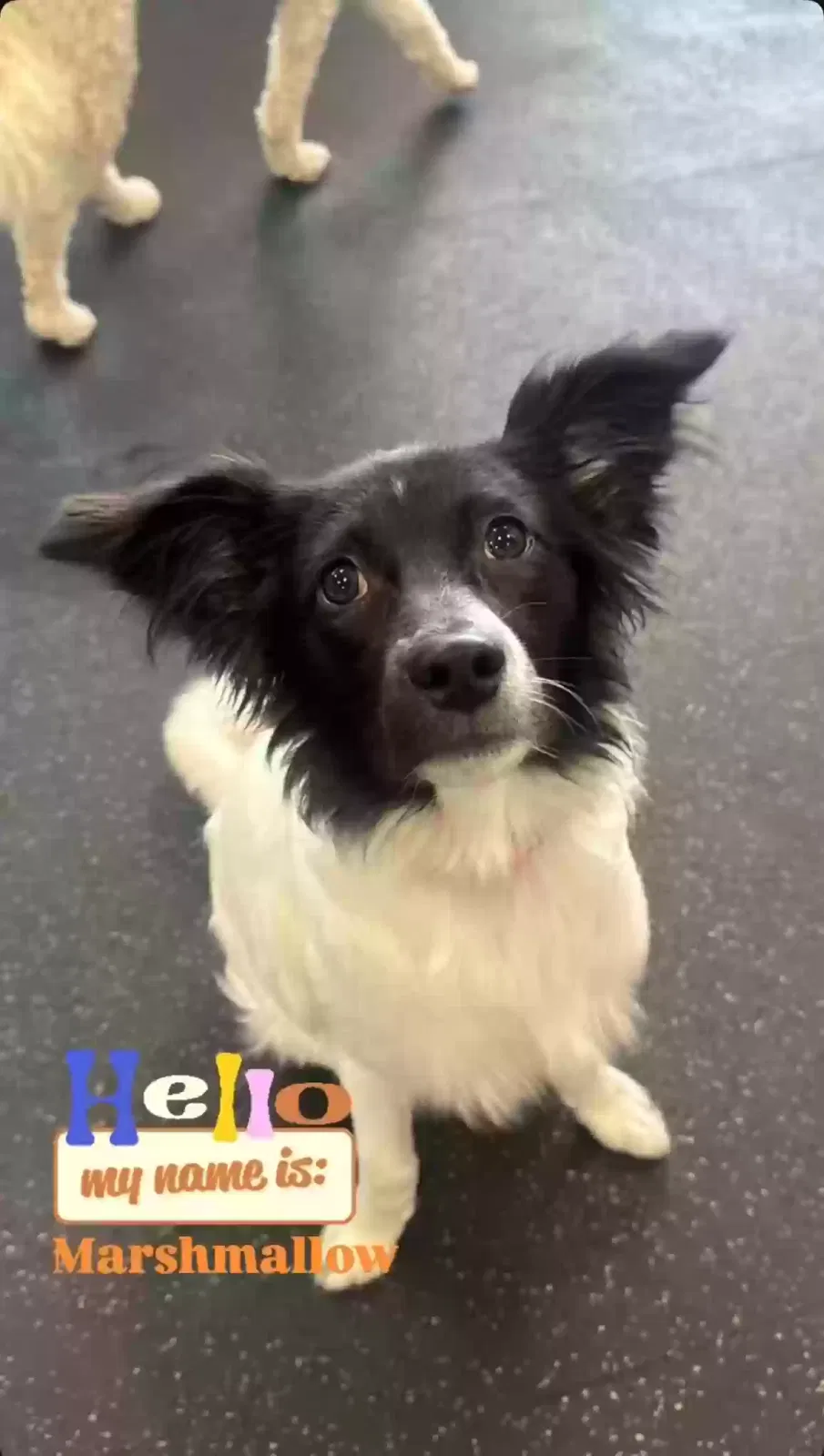 Lost dog in Birmingham, AL, 35216