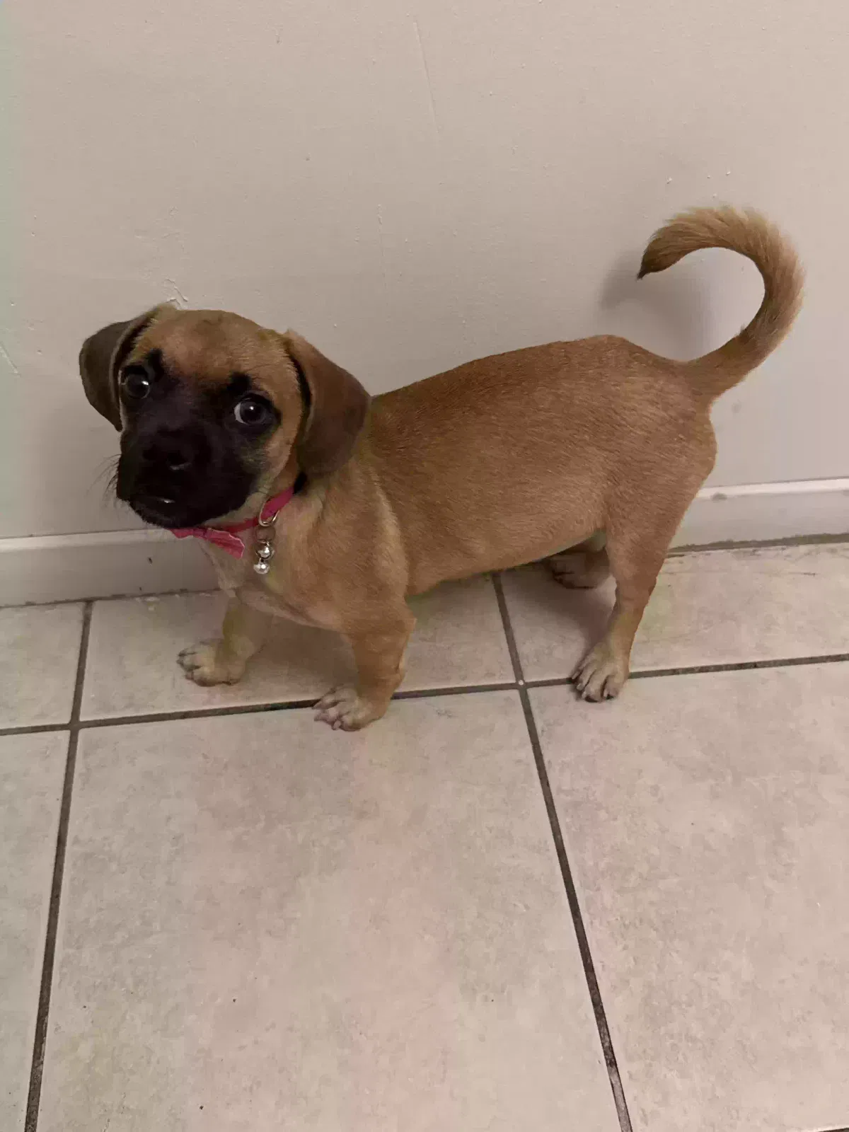 Lost dog in San Bernardino, CA, 92410