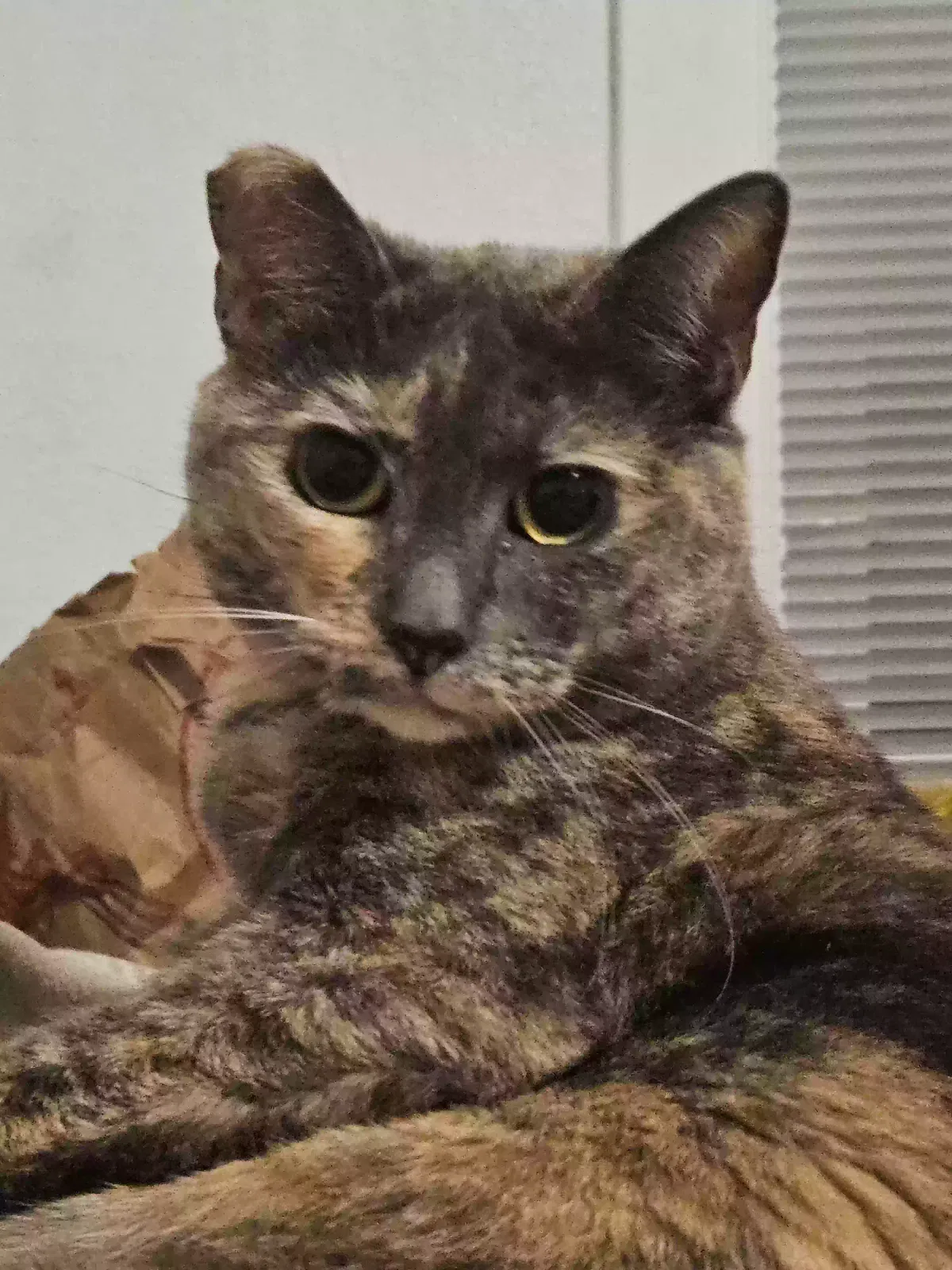 Lost cat in Everett, WA, 98201