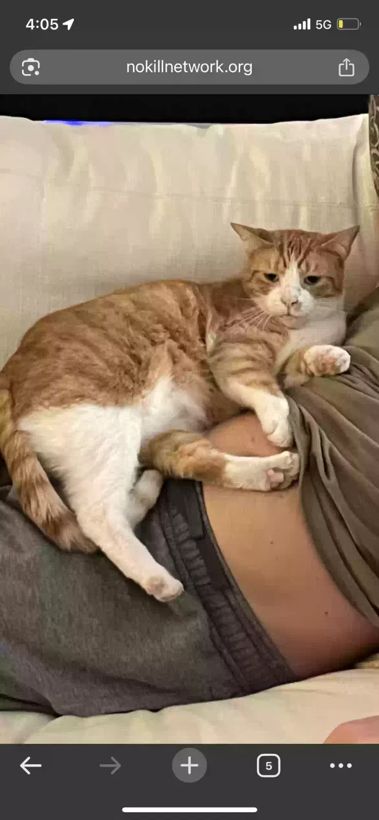 Lost cat in College Station, TX, 77840