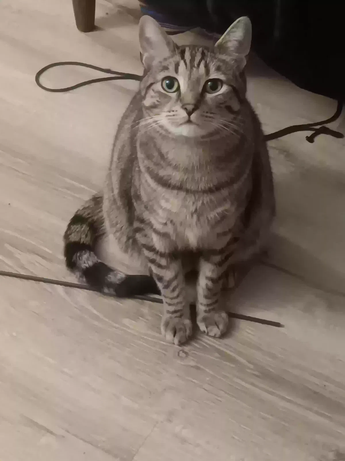 Lost cat in Winston Salem, NC, 27106