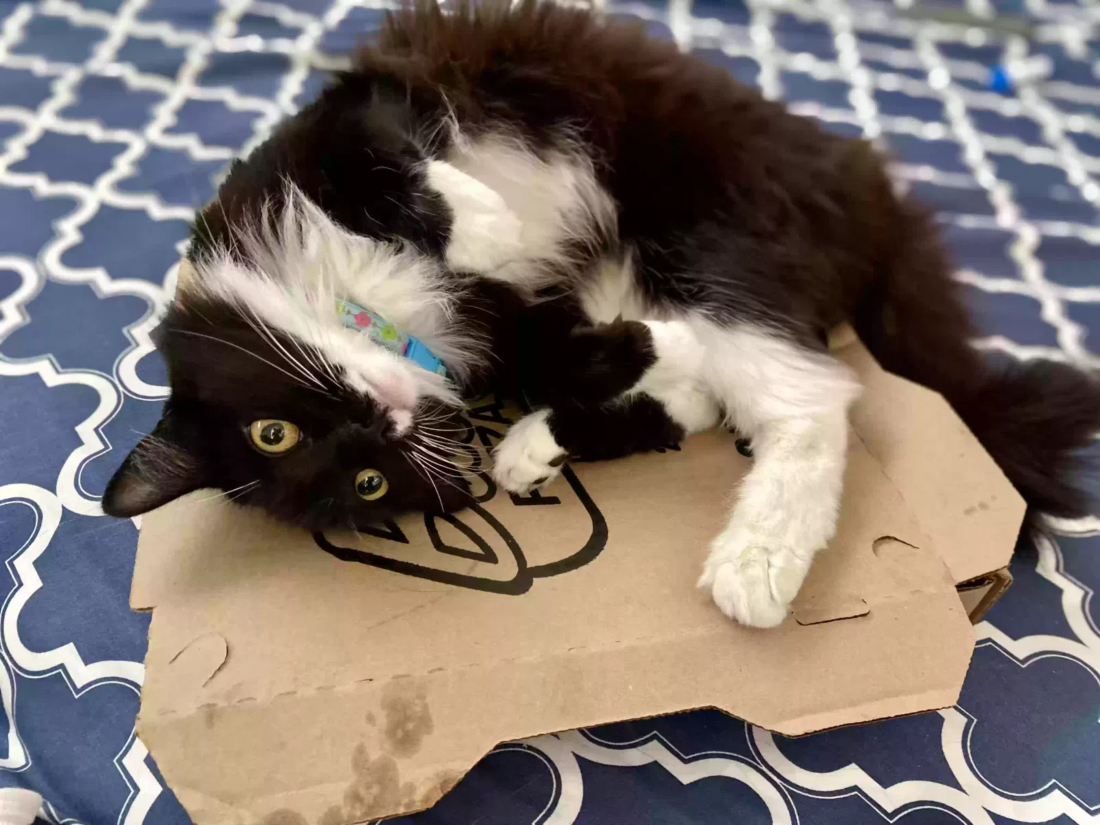 Lost cat in Mission Viejo, CA, 92691