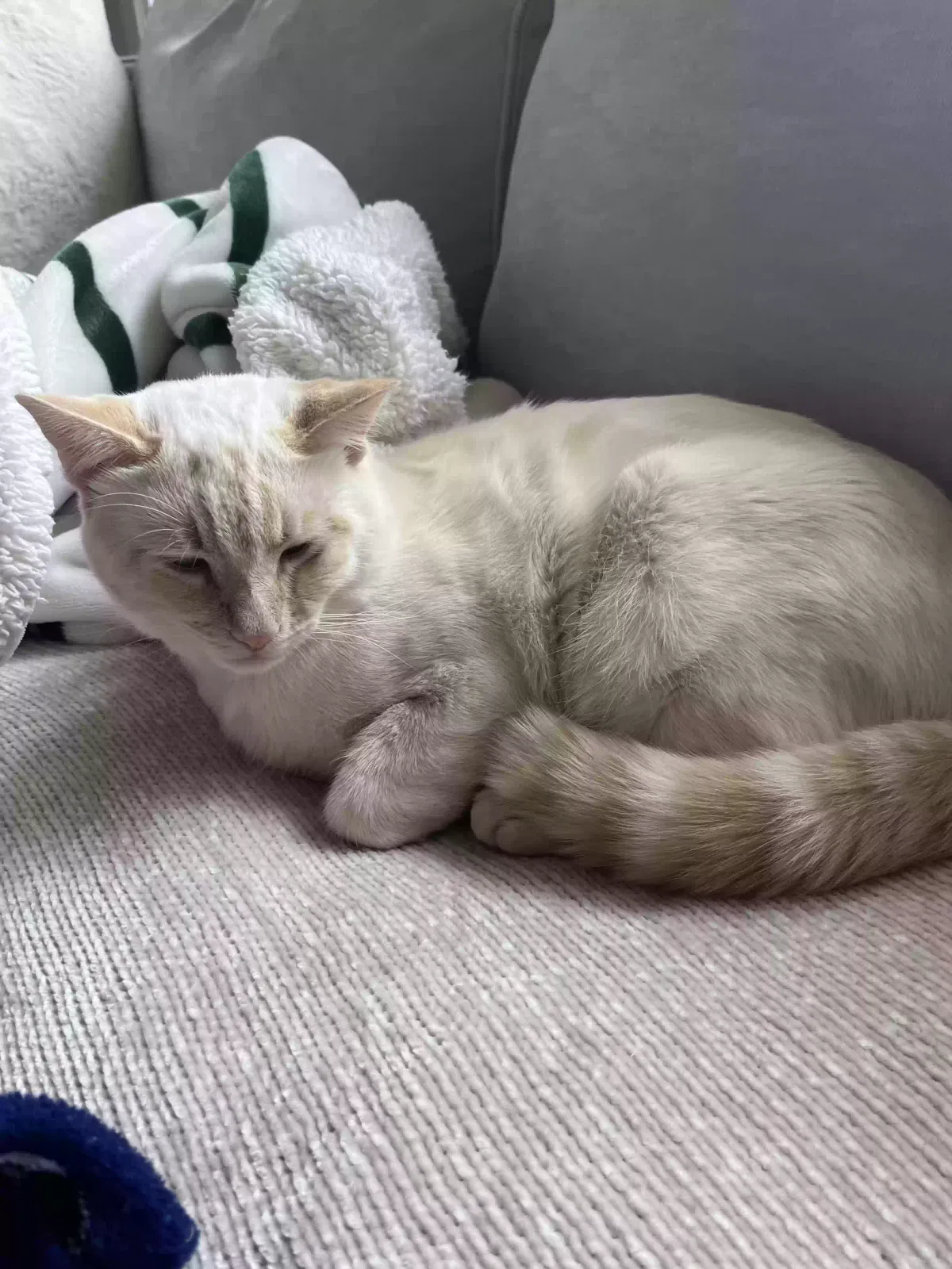 Lost cat in Santa Rosa, CA, 95403