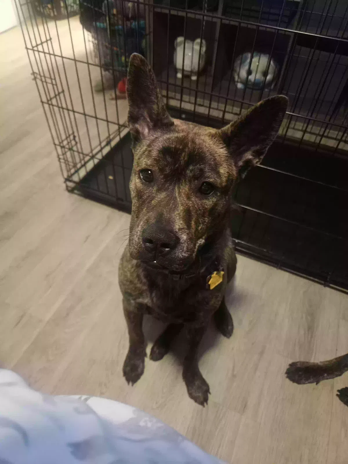 Lost dog in Carrollton, TX, 75006