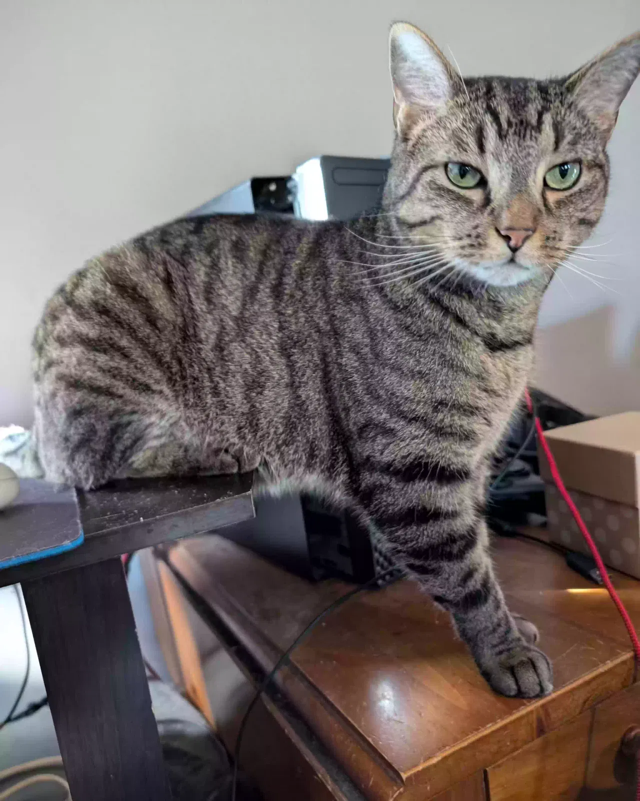 Lost cat in Newport, KY, 41071