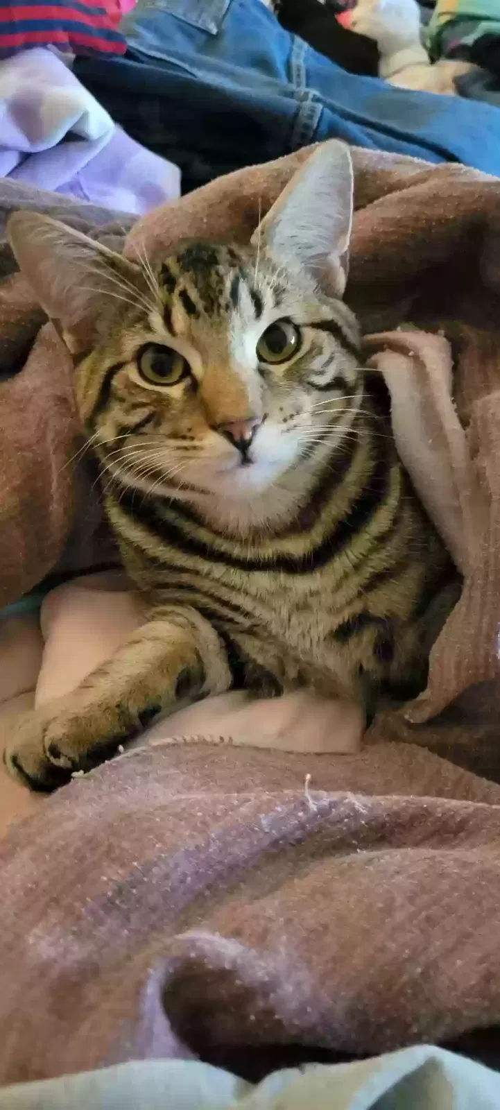 Lost cat in Blue Springs, MO, 64015