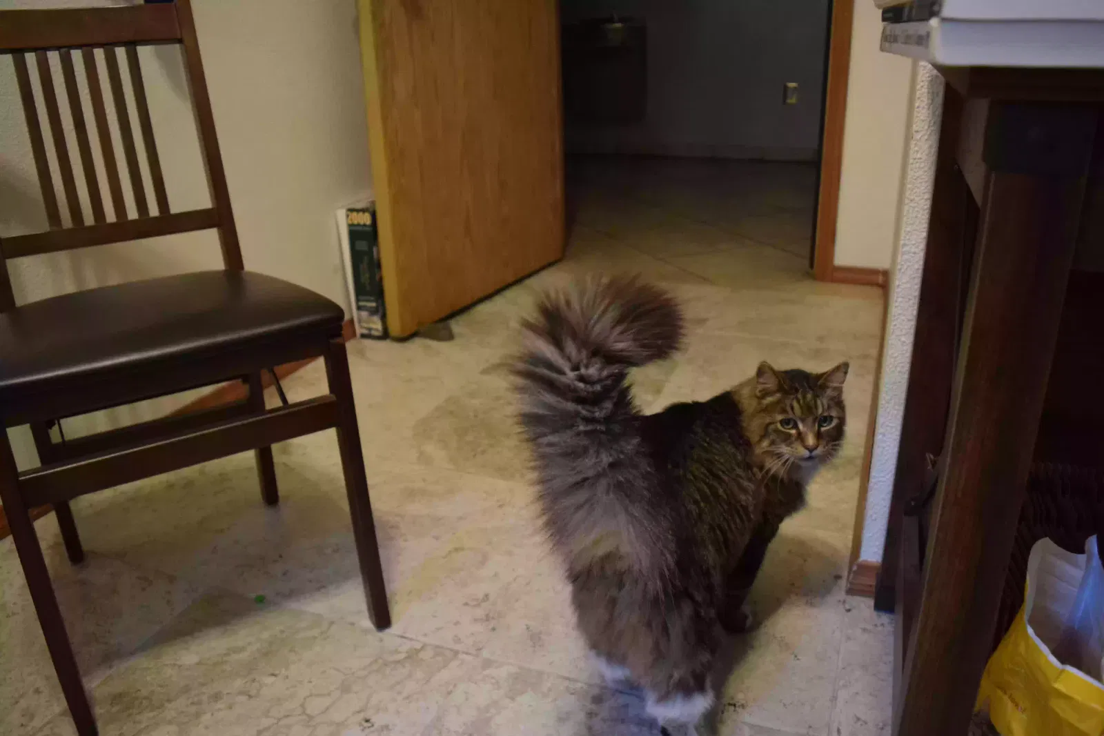 Found cat in Post Falls, ID, 83854