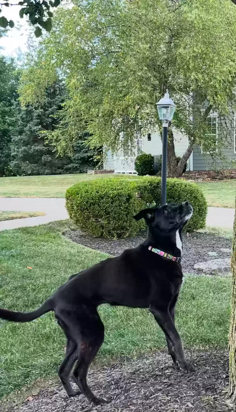 Lost dog in Westfield, IN, 46074