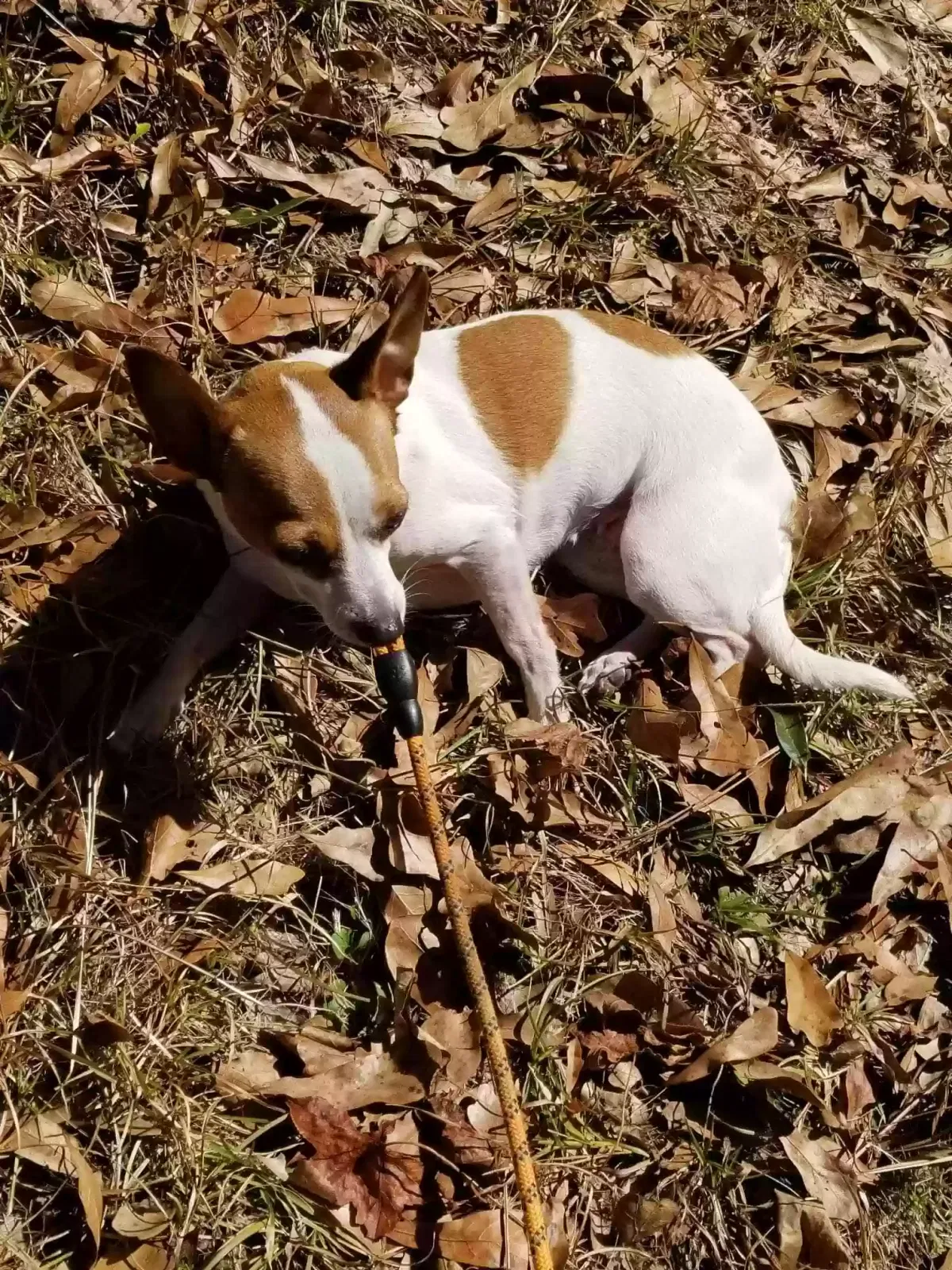 Lost dog in Elberta, AL, 36530