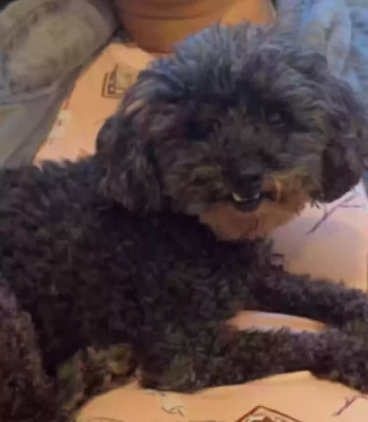 Lost dog in Converse, TX, 78109