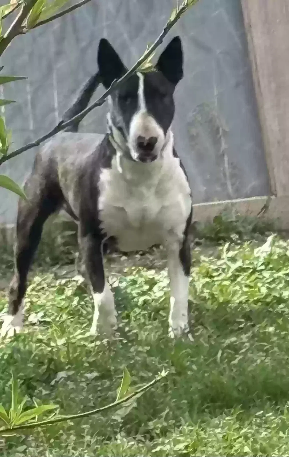 Lost dog in Bakersfield, CA, 93305