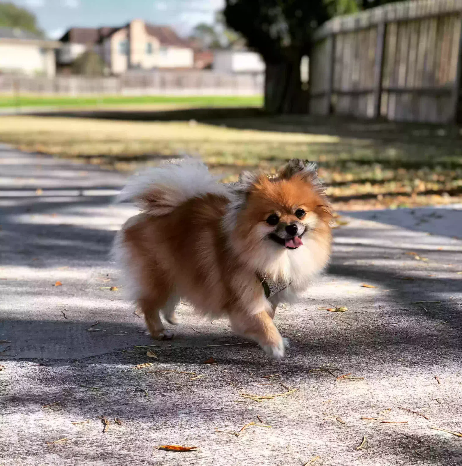 Lost dog in Houston, TX, 77082