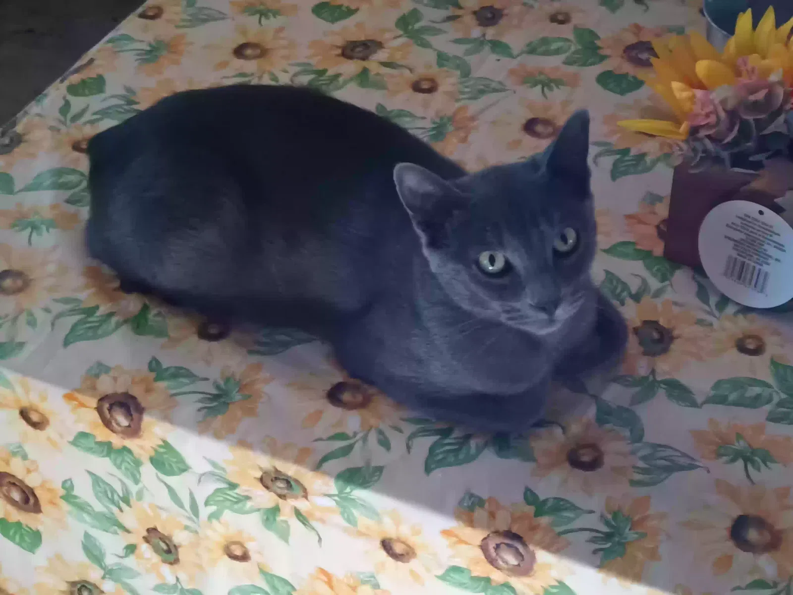 Lost cat in Stockton, CA, 95205