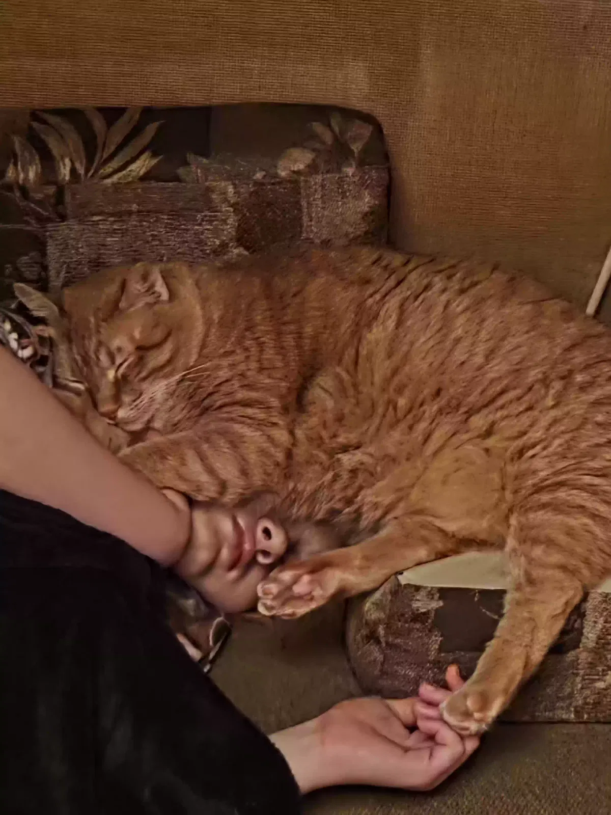 Lost cat in Sulphur, LA, 70663