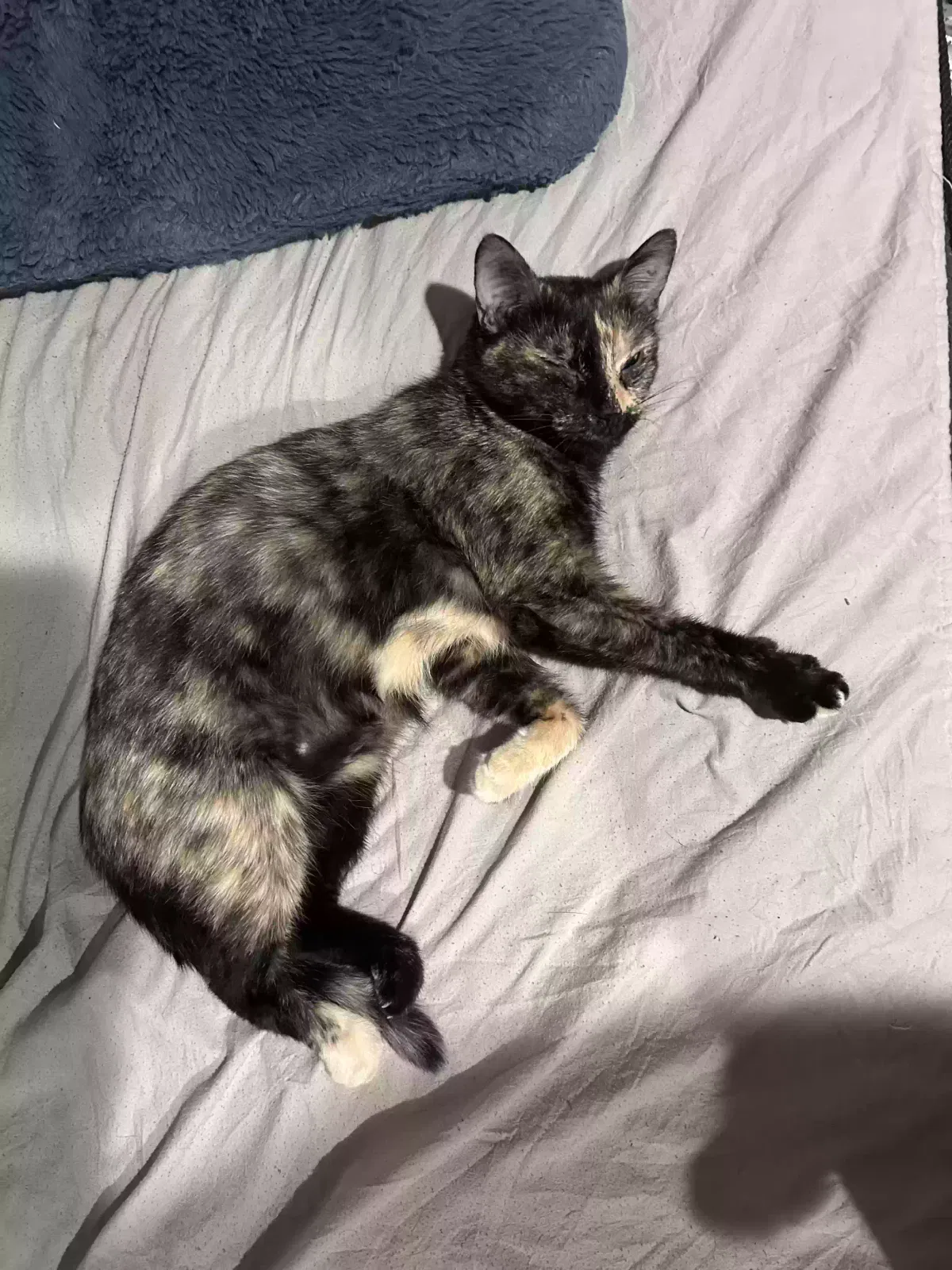 Lost cat in Richmond, VA, 23237