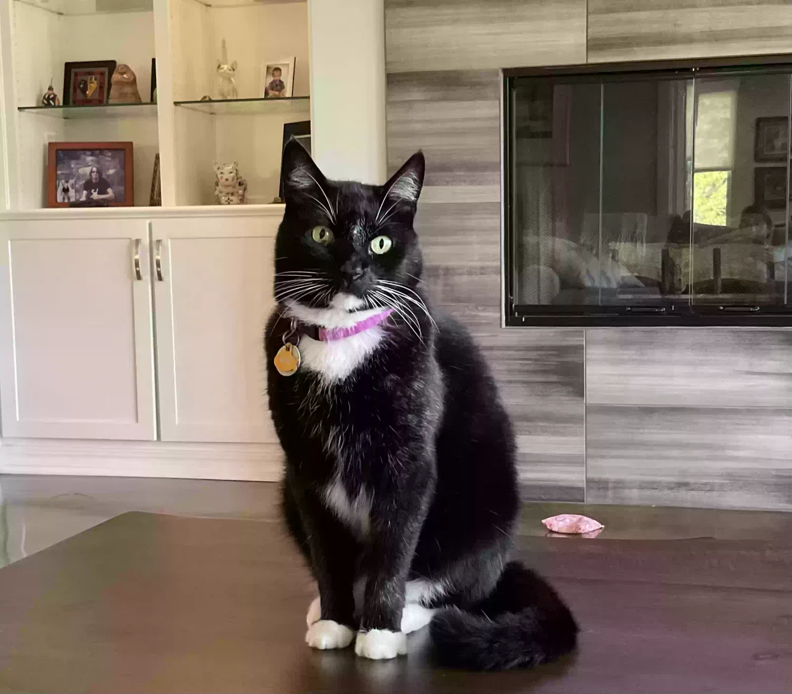 Lost cat in Norman, OK, 73072