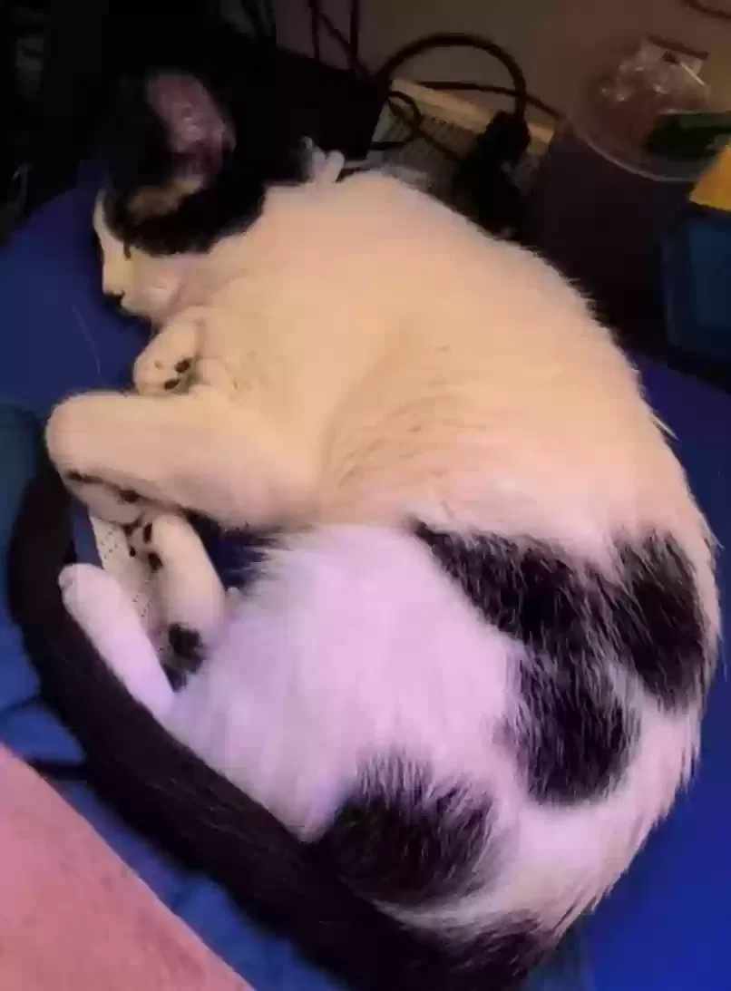 Lost cat in Oshkosh, WI, 54901