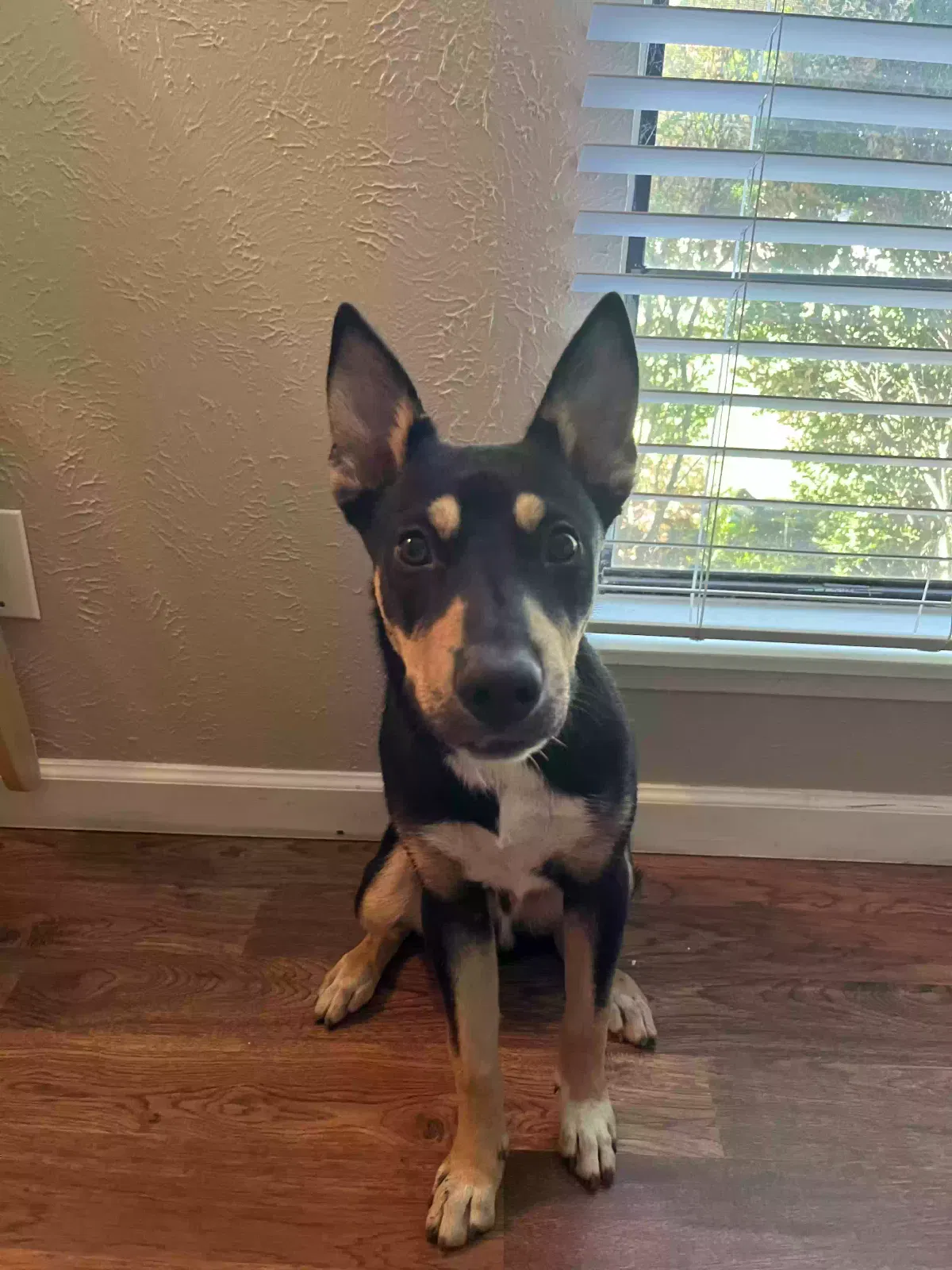 Lost dog in Allen, TX, 75002